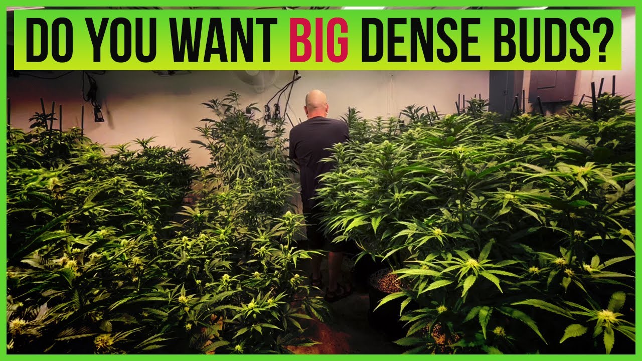 HOW TO DO LOW STRESS TRAINING(LST) ON YOUR CANNABIS FLOWERING PLANTS