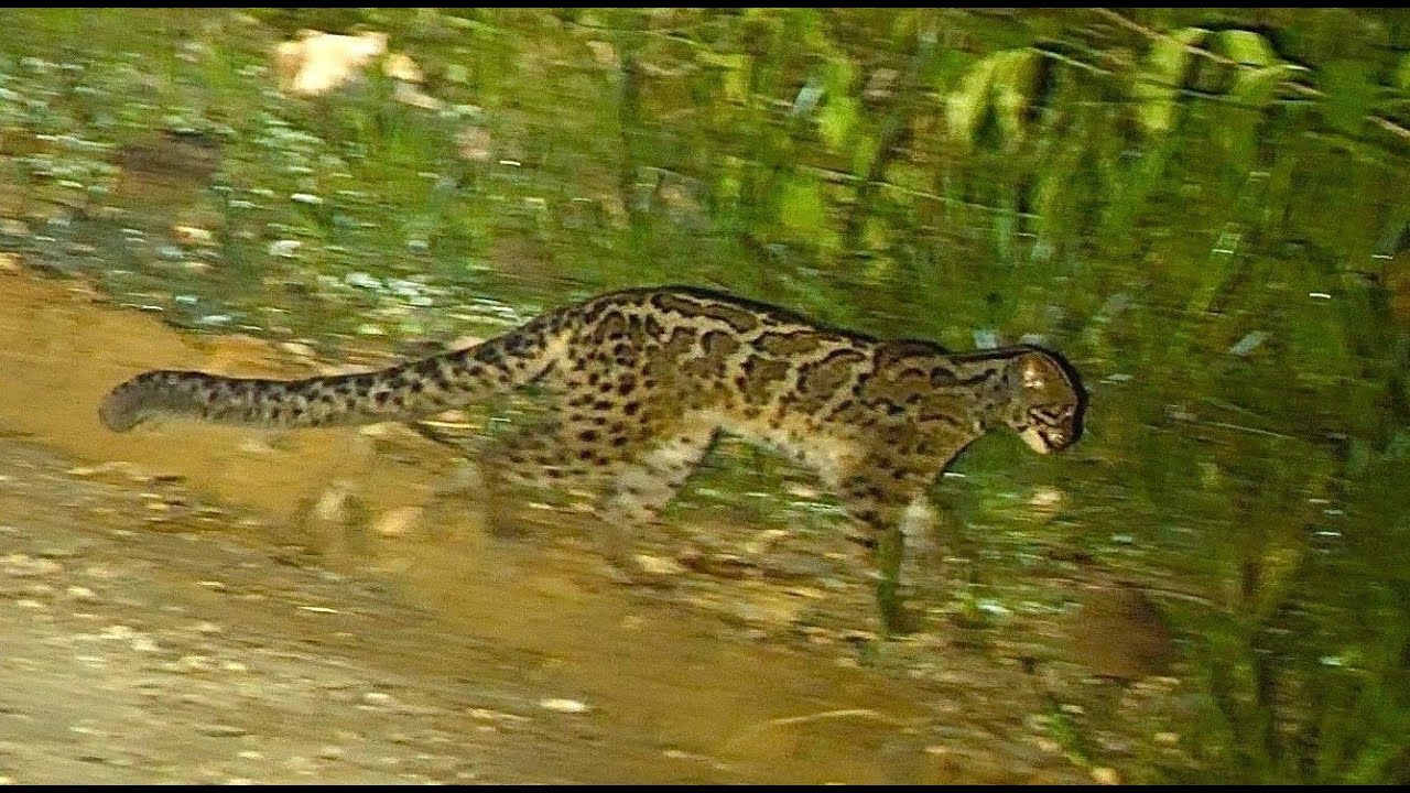 Nocturnal Wildlife of Borneo