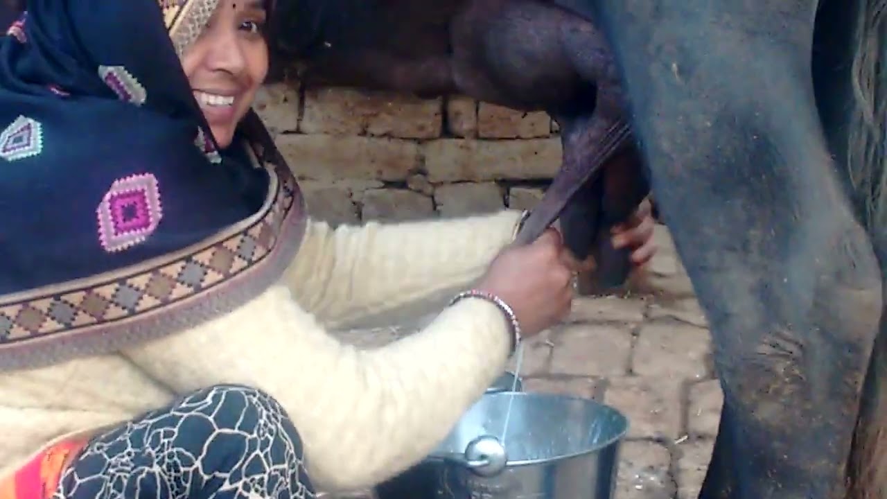 पुराने दिन दुध निकालते हुवे गॅ।व मे#bablikiduniya #viralvideo
