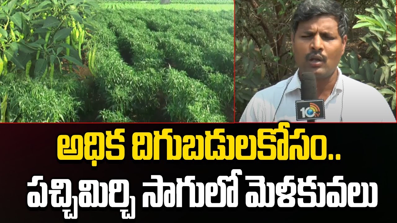 Green Chilli Cultivation | అధిక దిగుబడులకోసం.. పచ్చిమిర్చి సాగులో మెళకువలు | Matti Manishi | 10TV