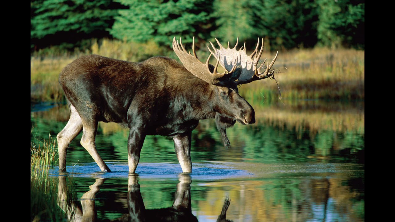 P.D.Q. Bach - String Quartet, 