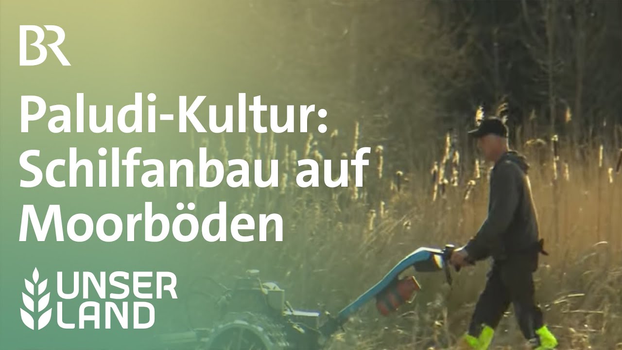Paludi-Kultur: Schilfanbau auf Moorböden | Unser Land | BR Fernsehen