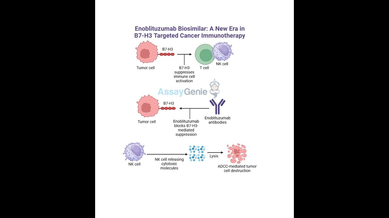Enoblituzumab Unveiling the Role of Anti-B7-H3 in Cancer Research