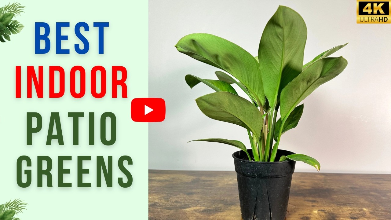 13 Plants Perfect for Indoor Patios | Best Indoor Patio Greens
