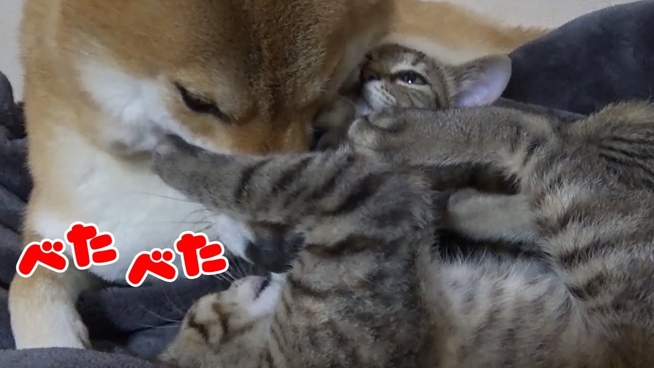 肉球大好き♡子猫姉妹で柴犬にベタベタ♪--- Kitten sister love Shiba Inu---