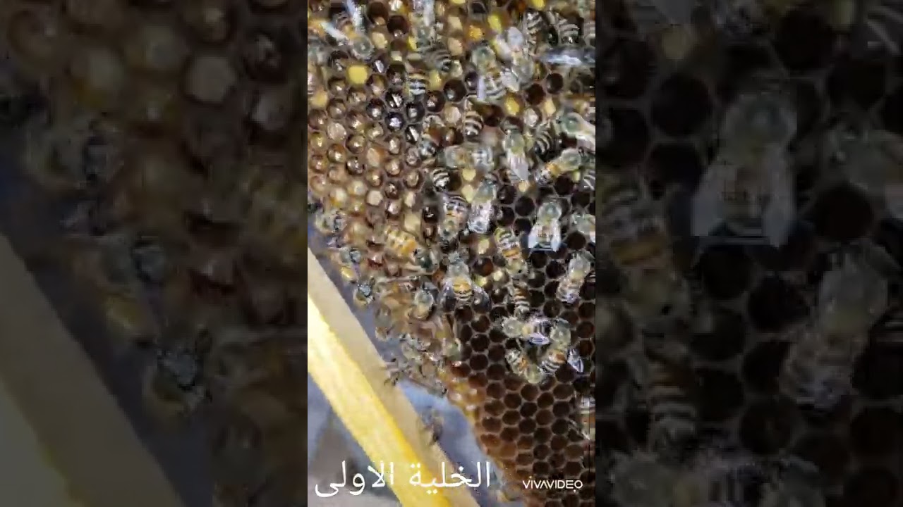 علاج التكذيب عند النحل