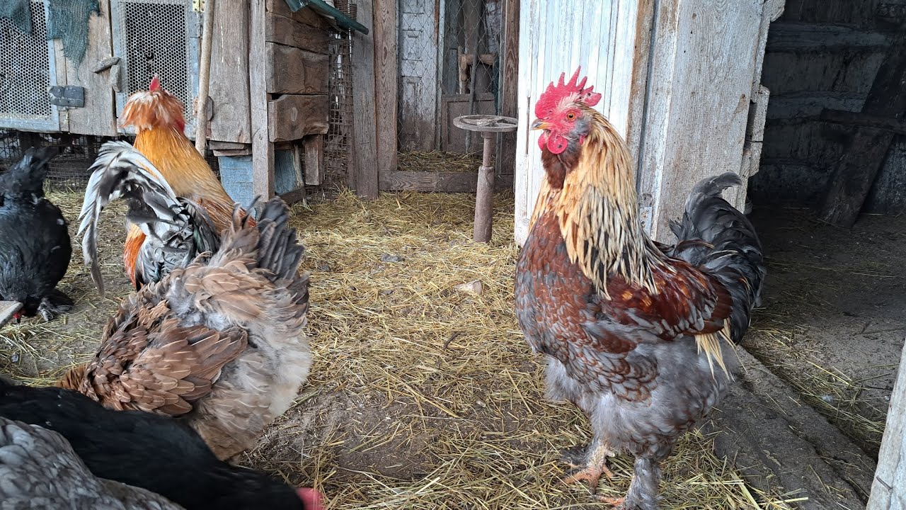 A day in the life of a poultry farm.  Winter 2026