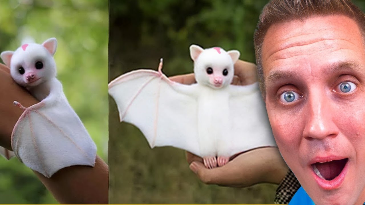 Worlds Weirdest Animals