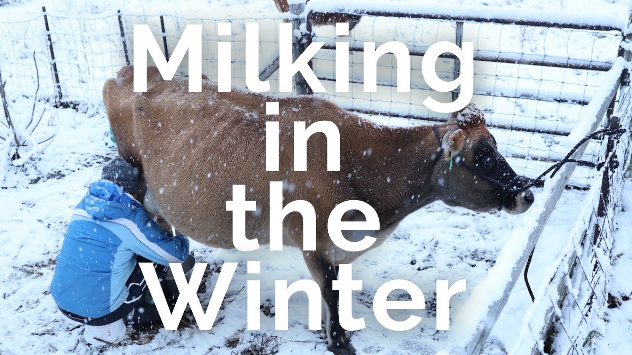 Come join us for our morning milking routine and see our set up in the winter to keep cows healthy!
