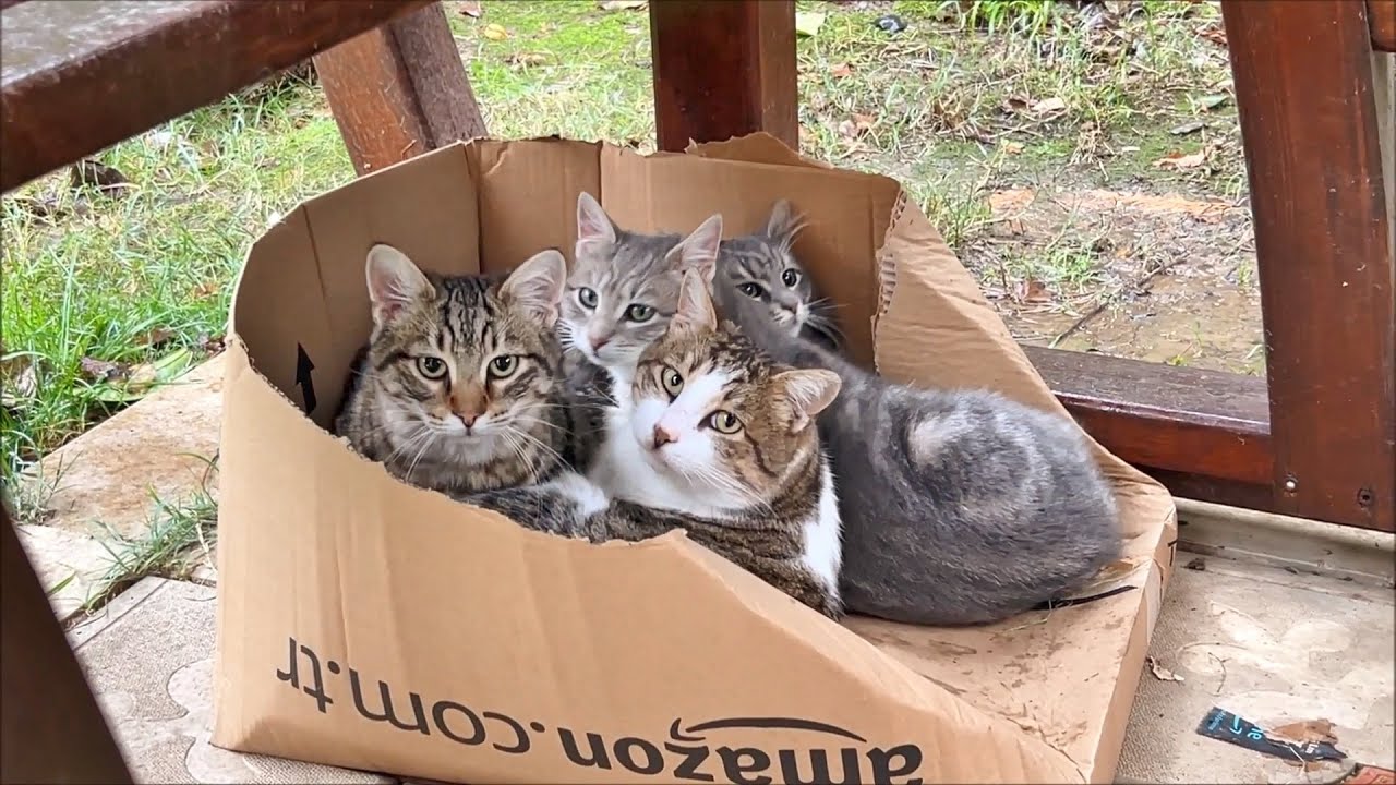 What Happens If You Put An Empty Box Near So Many Cats And Kittens?