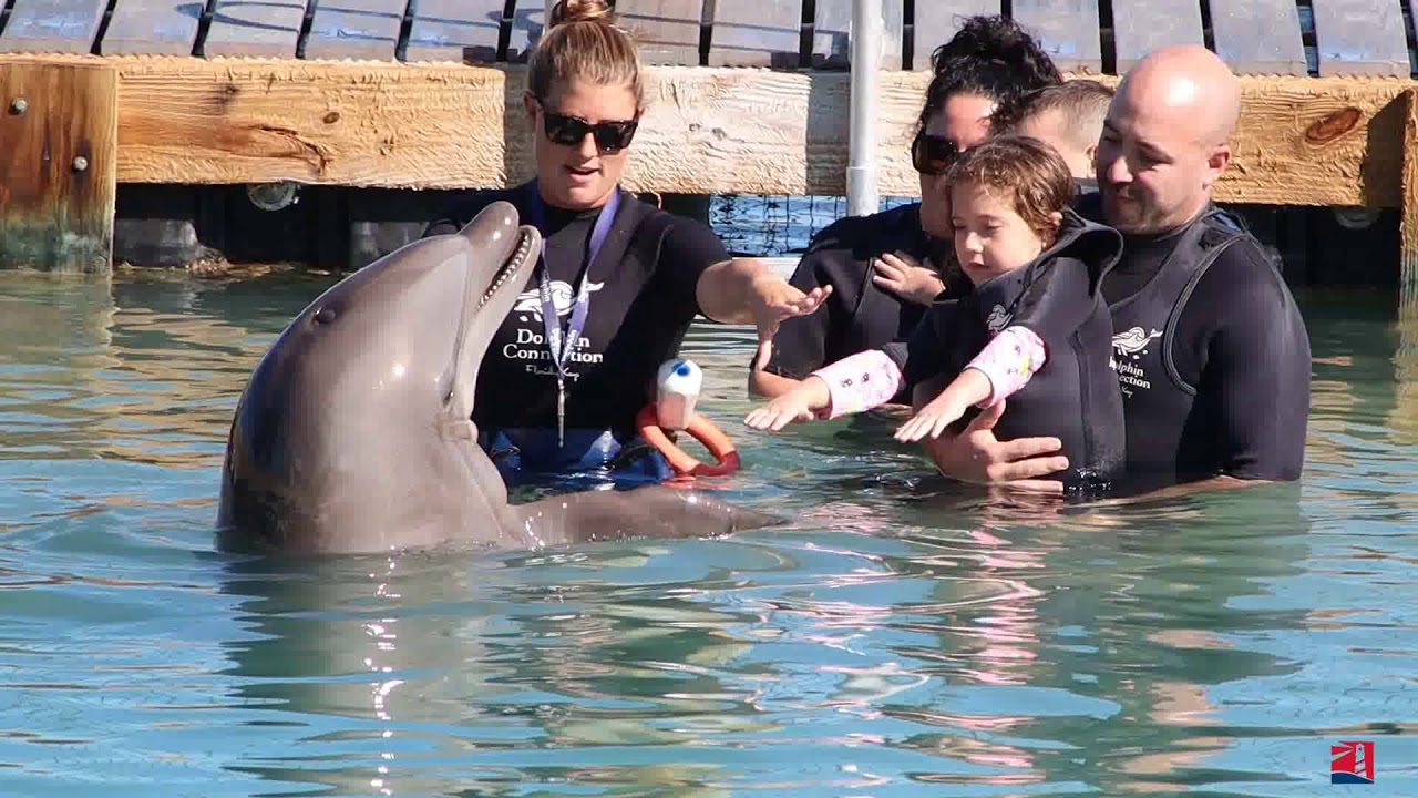 Dolphin Connecton