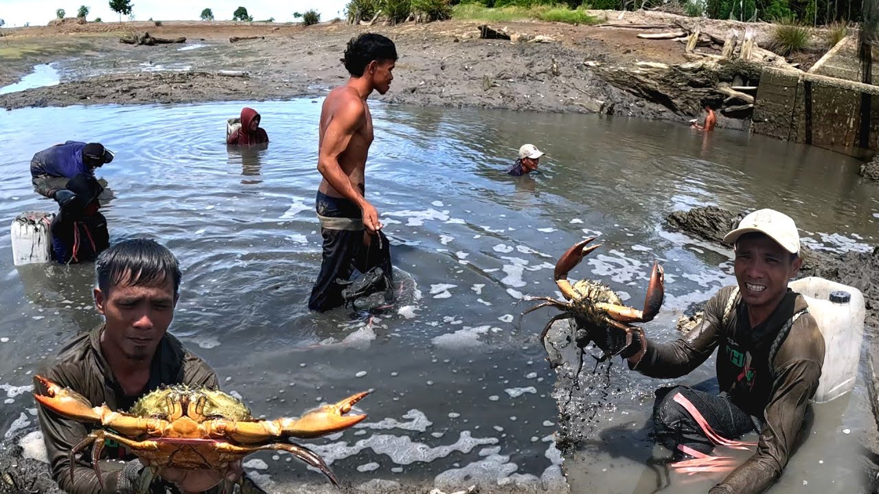 Di kubangan ini tempat berkumpulnya kepiting jumbo dan udang Tiger