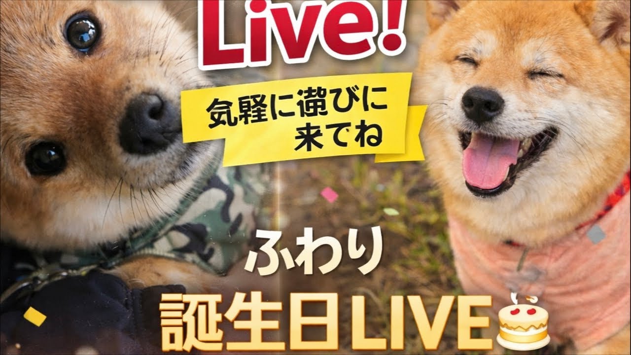ケーキを前に、ずっと待ち続ける豆柴【LIVE】