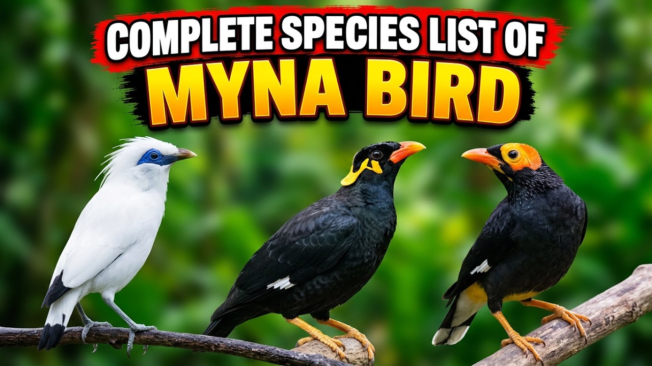 All Myna Species / types of myna bird