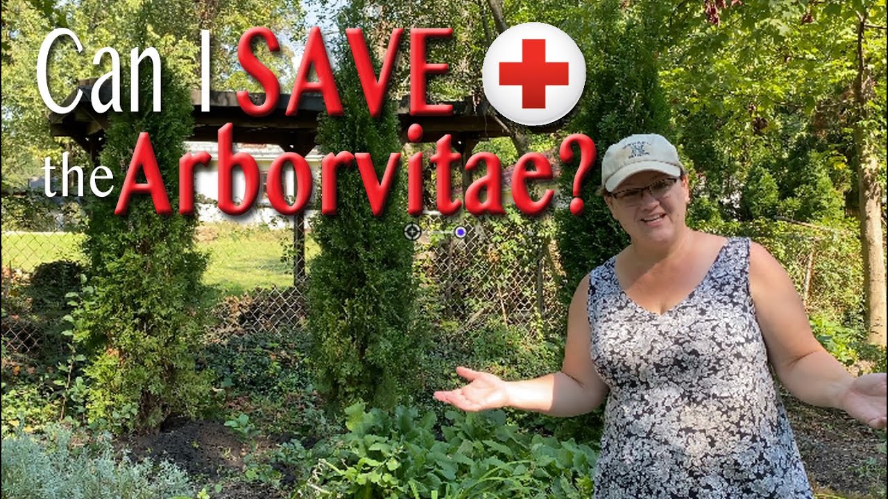 Can I save the arborvitae? 🏥🌲👩🏻‍🌾