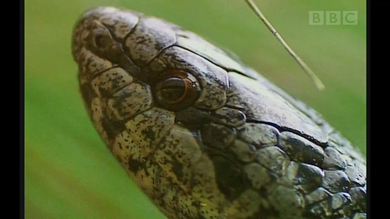 New Forest Adders (2005) Narrated by Bill Oddie