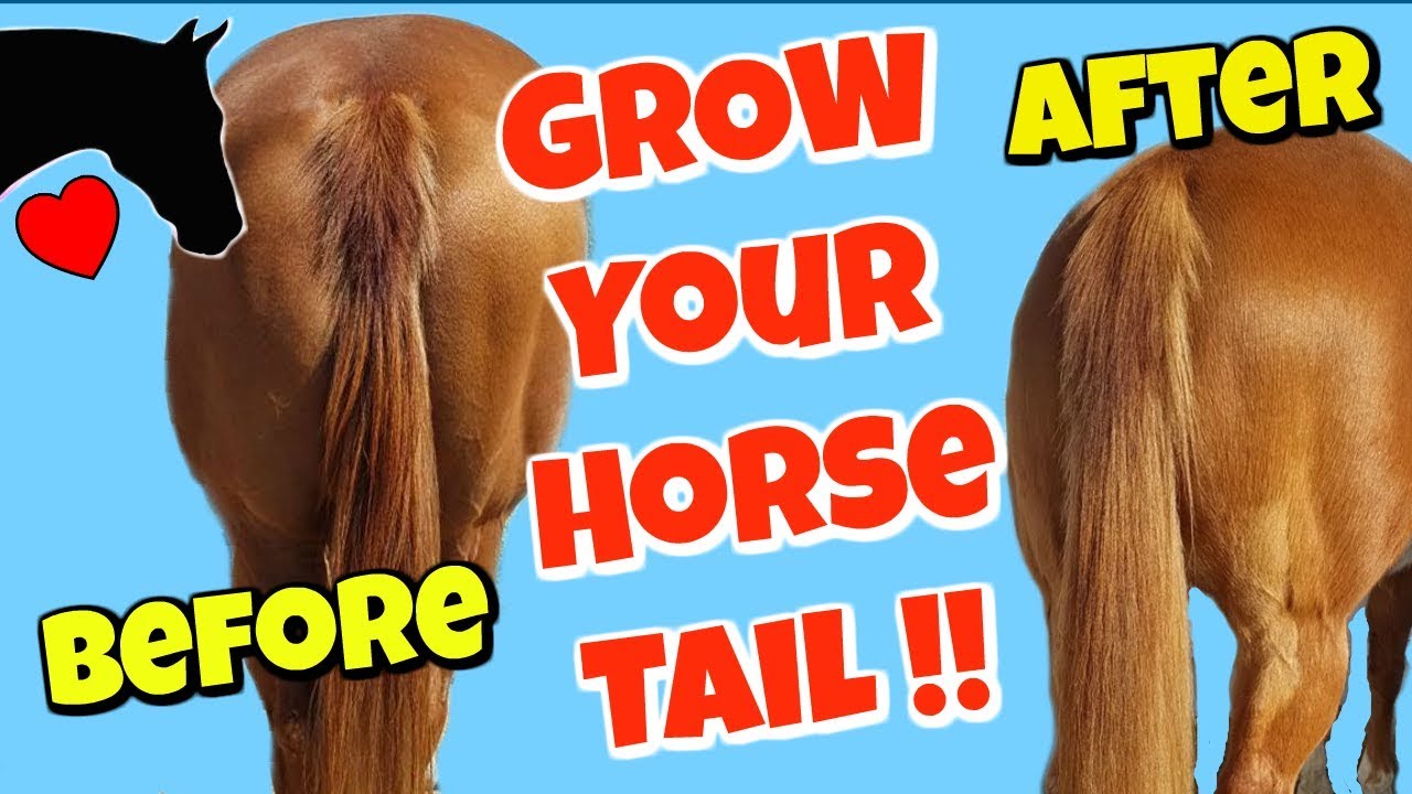 How to get a More BEAUTIFUL Horse Tail- Horse Tail Care