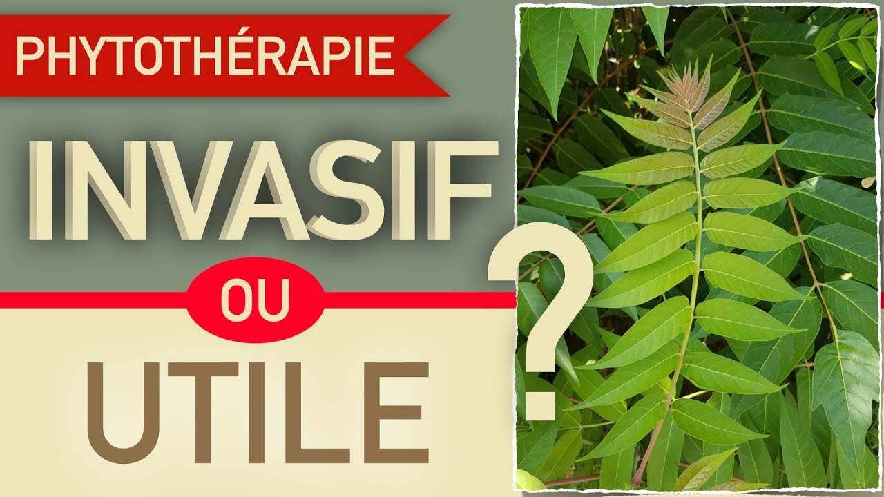 L'ailante cet arbre mal aimé !
