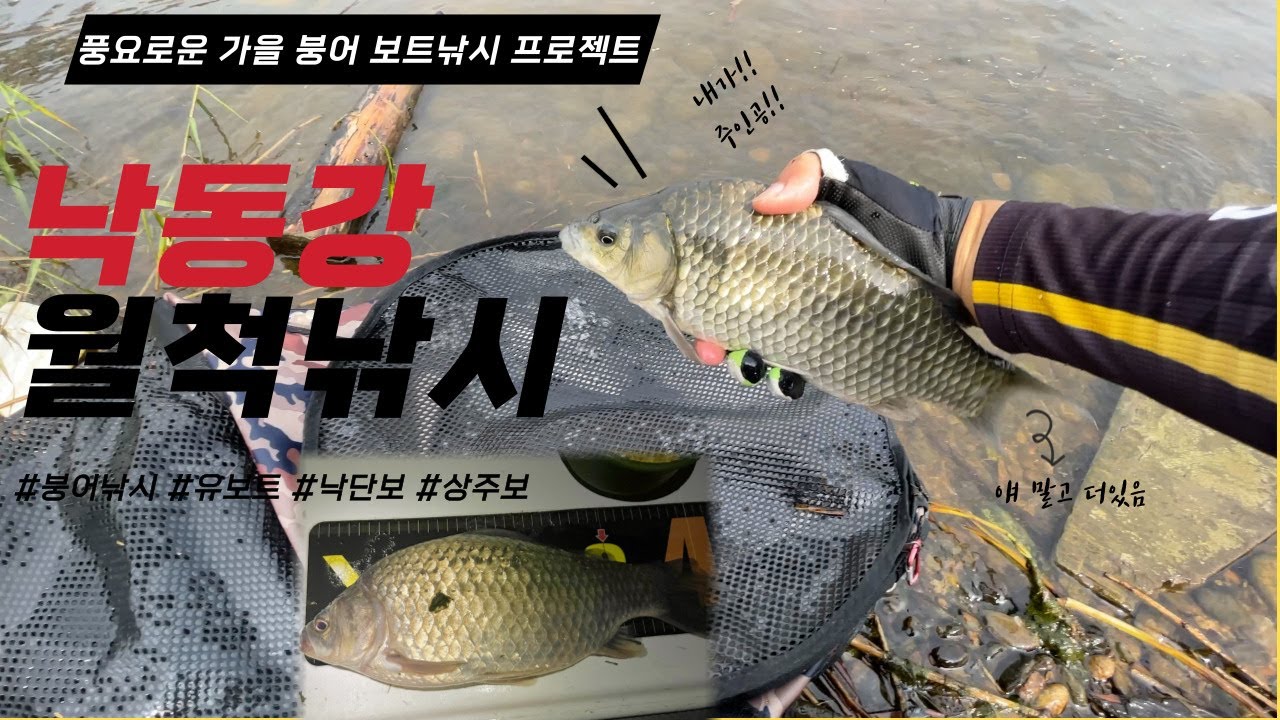 [붕어낚시보트] 붕어낚시의 황금기가 왔다! 낙단보에서 월척을 낚아보자!