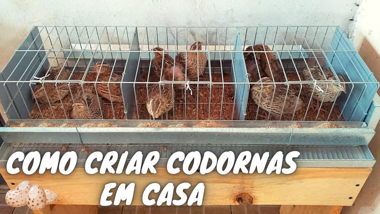 Como criar Codornas em casa - Parte 01 / Sobrevivencialismo Ep.06