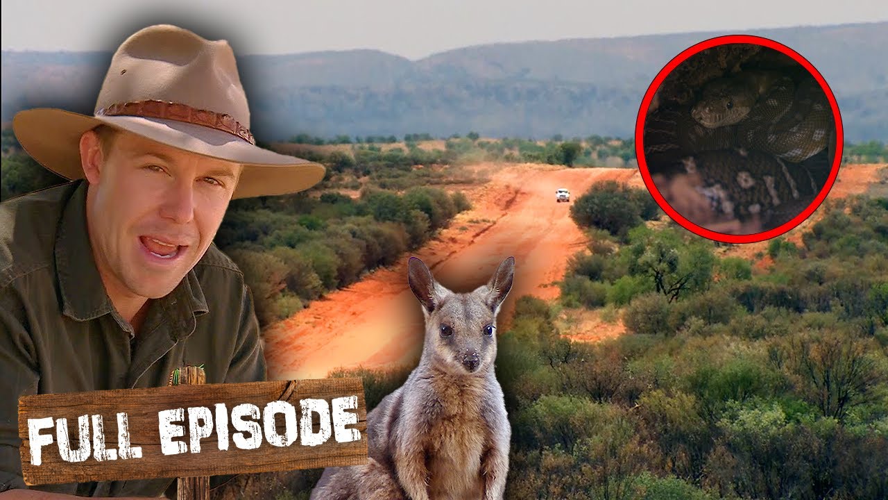 The Nocturnal Animals Of Central Australia! 🐍 | The Wild Life Of Tim Faulkner S02E19 | Untamed