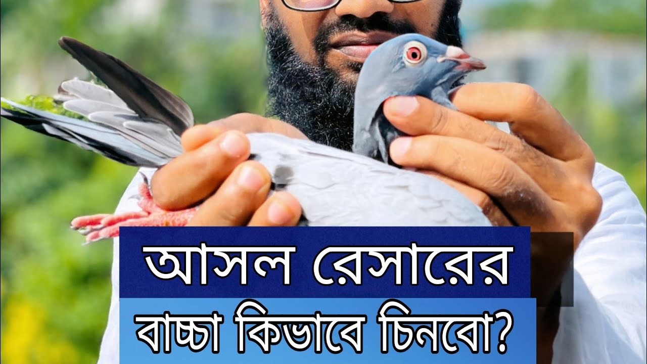অরিজিনাল রেসার কবুতরের বাচ্চা চেনার উপায় | how to identify orginal racer baby pigeon |