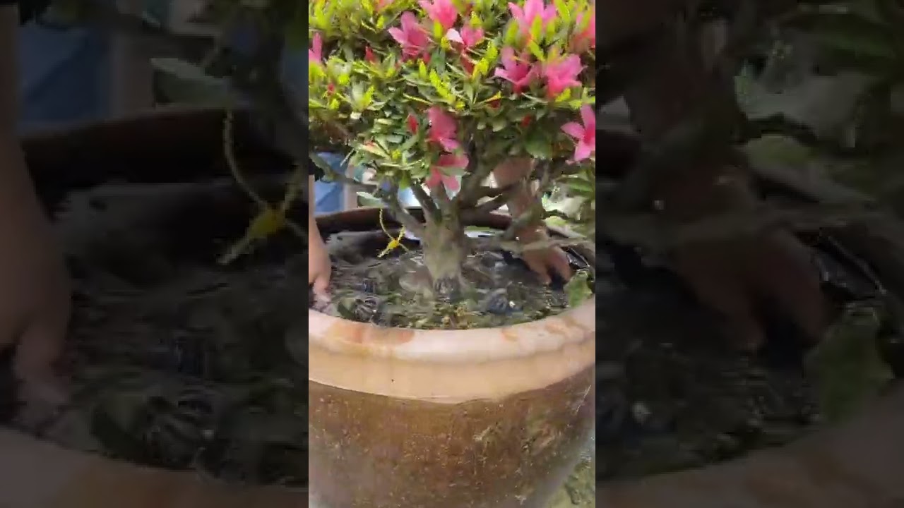 Rhododendron Bonsai Is Almost In Full Bloom 🥰🥰#satisfying #short
