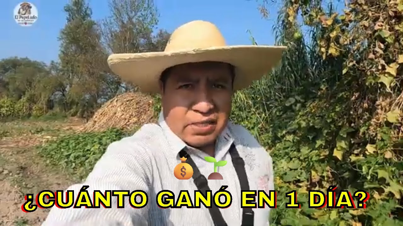 ¡INCREÍBLE! Ganó una fortuna en un solo día trabajando con raíz de chayote en Michoacán