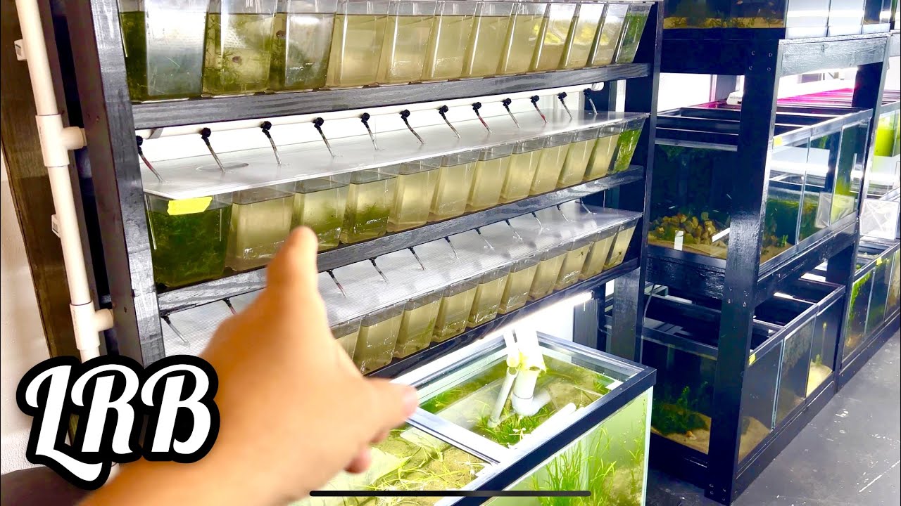 Fry Rack Build for Aquarium Fish Keeping and Breeding