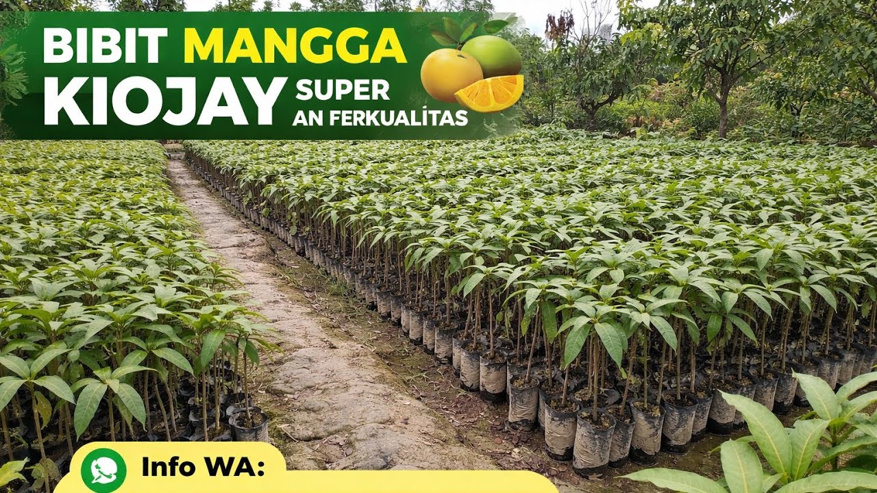 Bibit mangga || Bibit mangga kiojay 15 ribuan || bibit mangga termurah