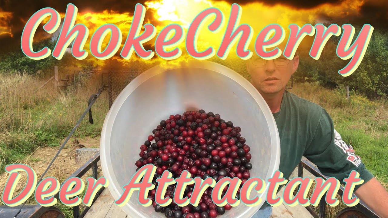 Wild Chokecherry Deer Attractant DIY & trail cam pics