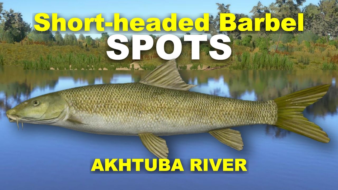 Russian Fishing 4 Short headed Barbel SPOTS Akhtuba River