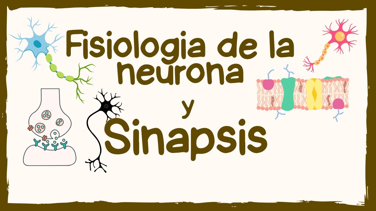 ¿Cómo funciona la neurona? Descúbrelo fácil
