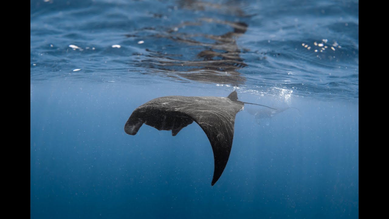Raja Ampat (December 2025) Manta Rays