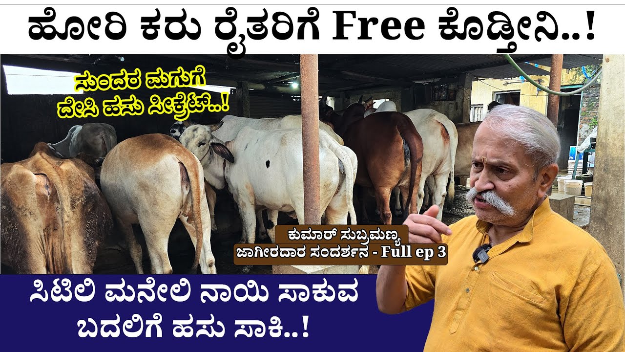 ಹೋರಿ ಕರು ರೈತರಿಗೆ ಫ್ರೀ ಕೊಡ್ತೀನಿ- ಸಿಟಿಲಿ ನಾಯಿ ಸಾಕೋ ಬದಲು ಹಸು ಸಾಕಿ - Digital Maadhyama-Cow Farming FE-3