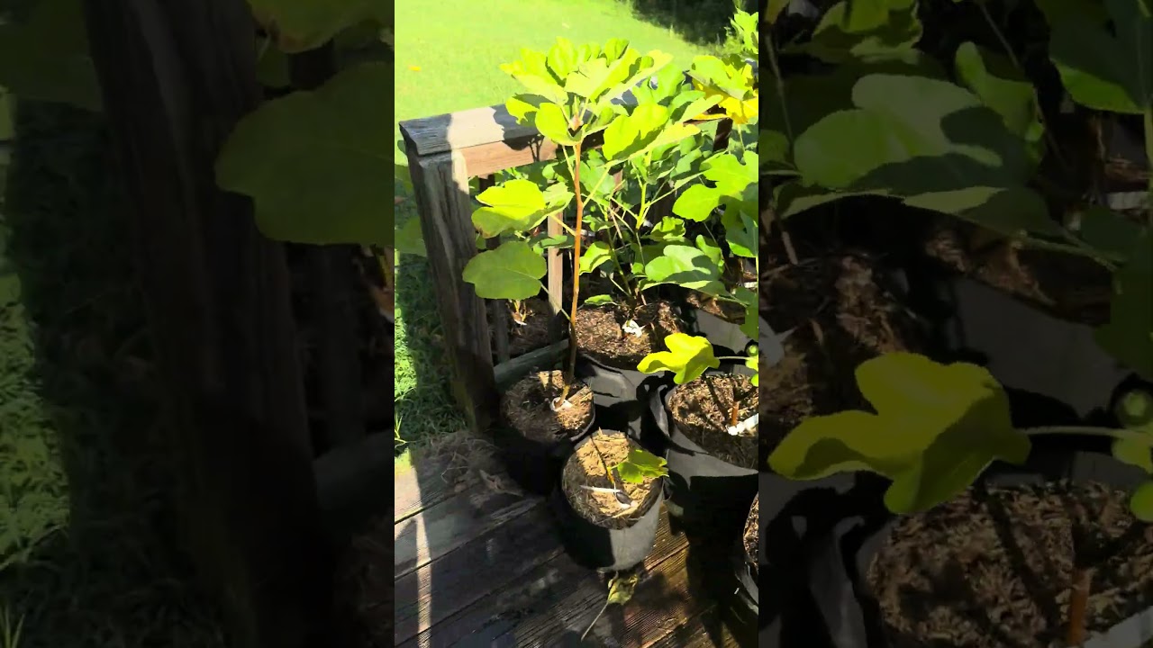 My top Mt. Etna fig! San Miguel Roxo AKA Azores Dark)! Jammy and juicy! #garden #fig #gardening