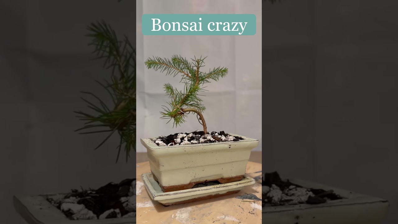 Picea bonsai sapling @Bonsaicrazy #bonsai #bonsaitree