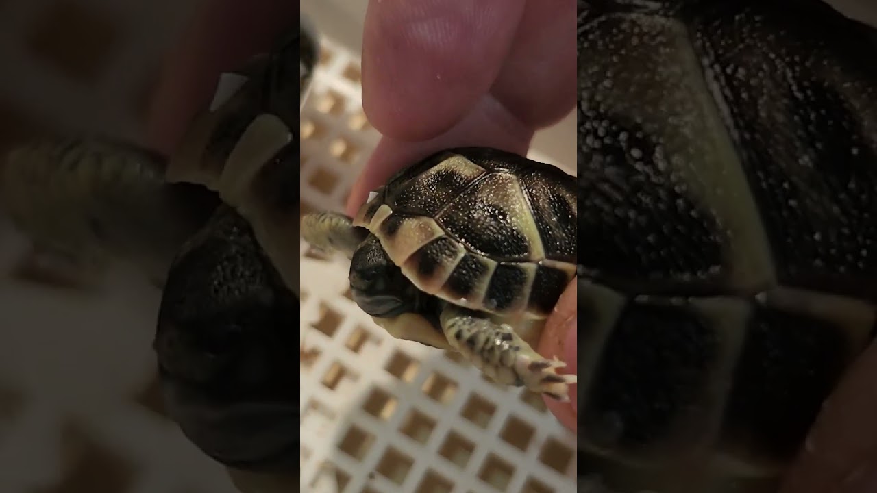 Elevage de 🐢 hermanni hermanni 