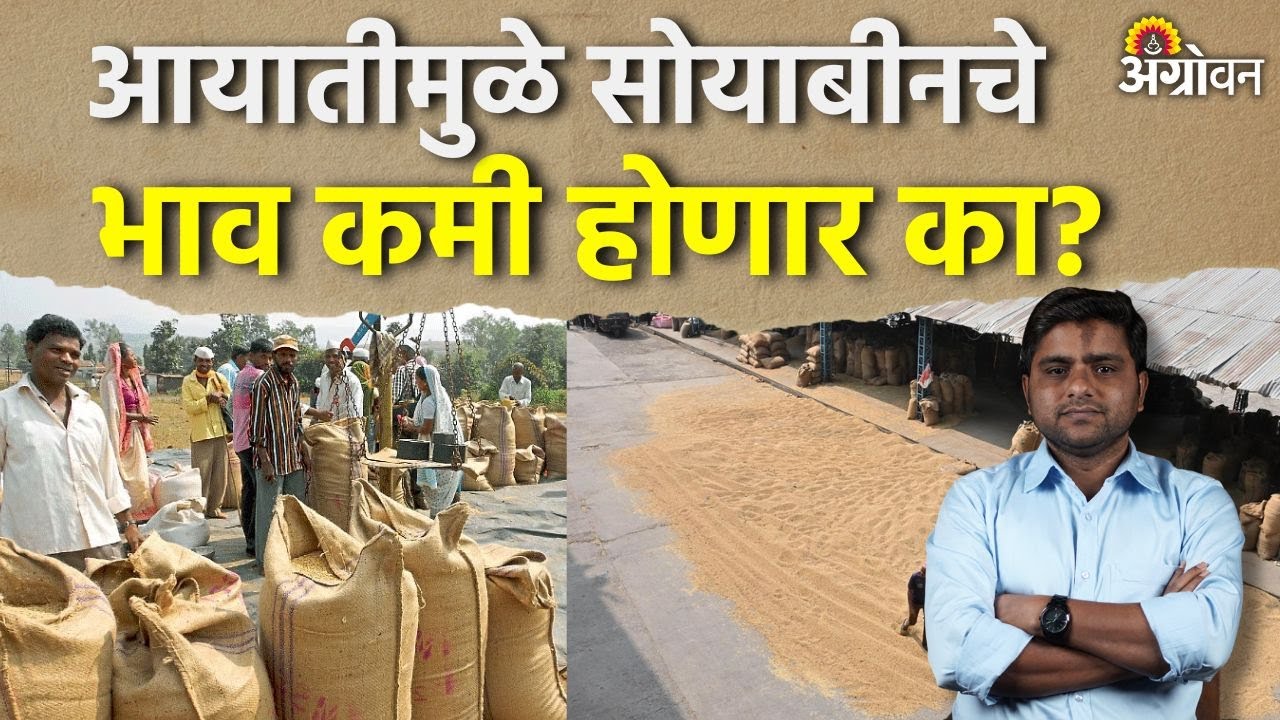 Soybean Rate: आफ्रिकेतून १ लाख टन सोयाबीन आयातीचे सौदे खरचं झाले का ? | Agrowon