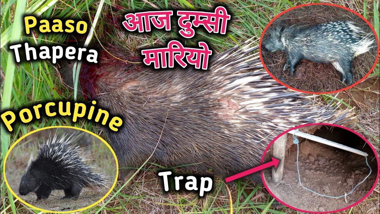 दुम्सी मार्ने पासो बनाउने सजिलो तरिका _ _ _ Dumsi maarne paaso _ _ _ How to make porcupine trap