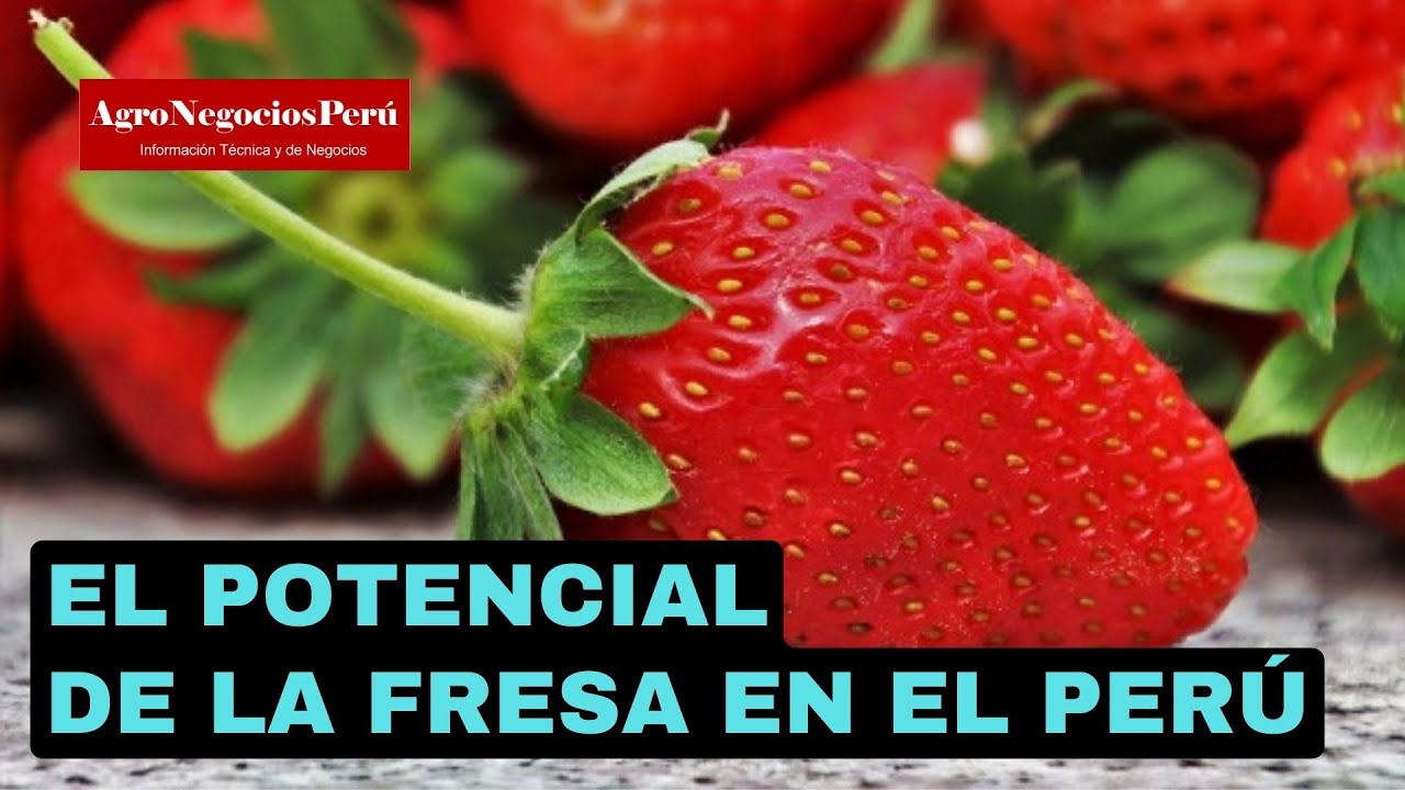 El potencial de la fresa en el Perú