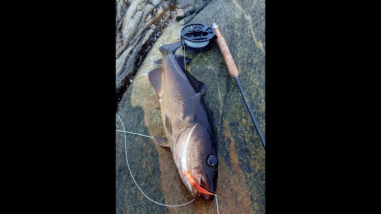 Topwater Fly Fishing for Cod in Greenland