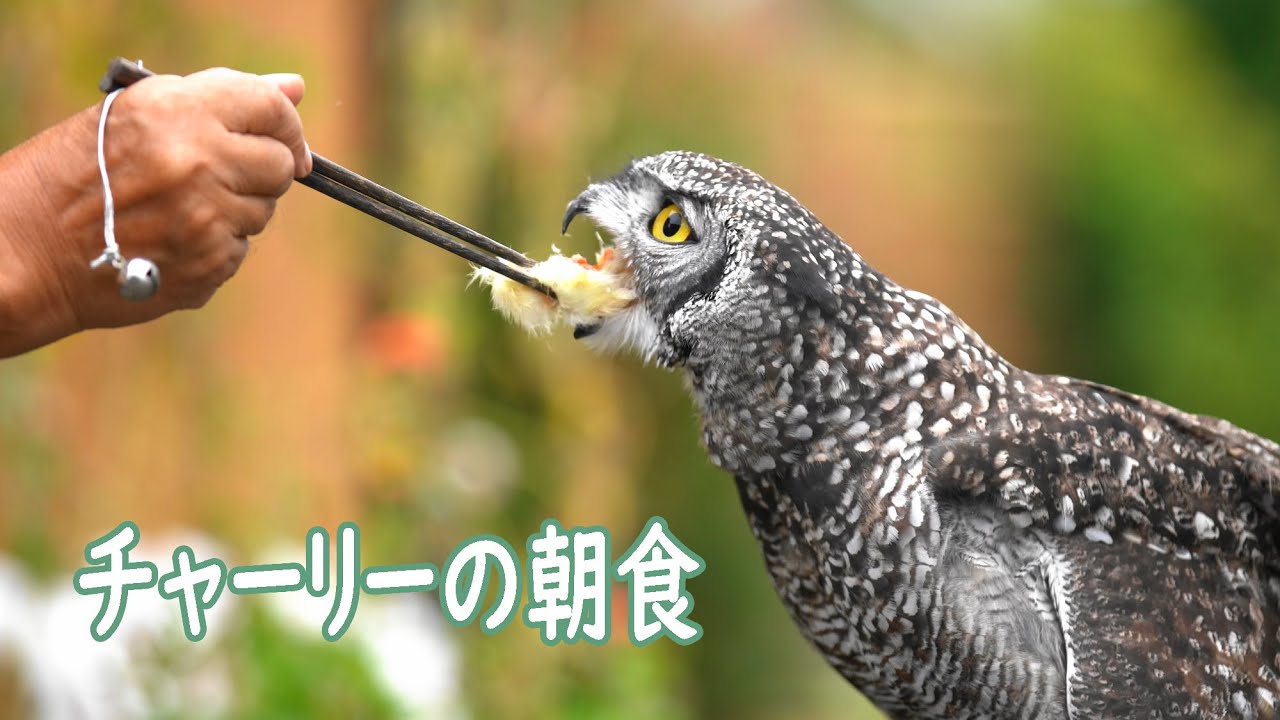 チャーリーの朝食