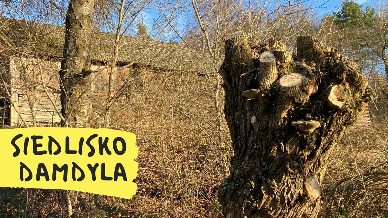 Czy należy ogławiać wierzby? Buduję płot wokół ogródka - koniec stołówki dla saren :) Napisy PL cz56