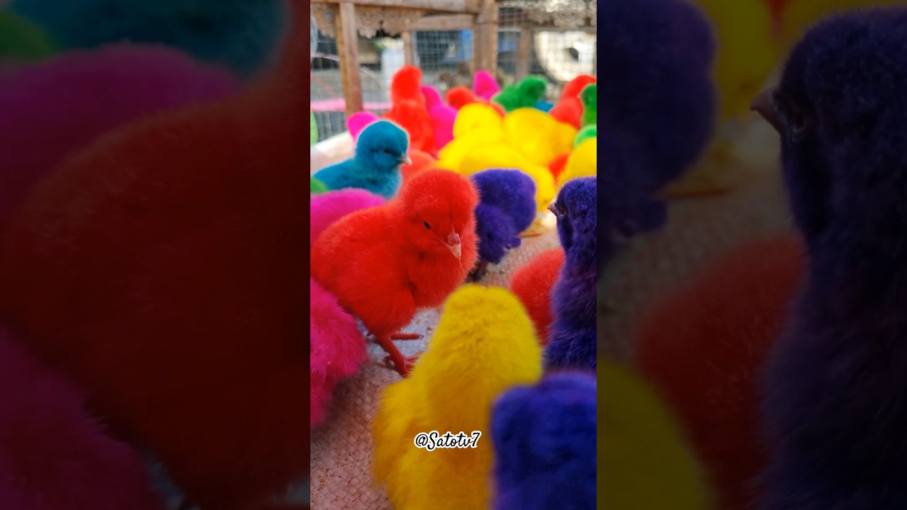 chicken rainbow cute #youtubeshorts #animal #shorts