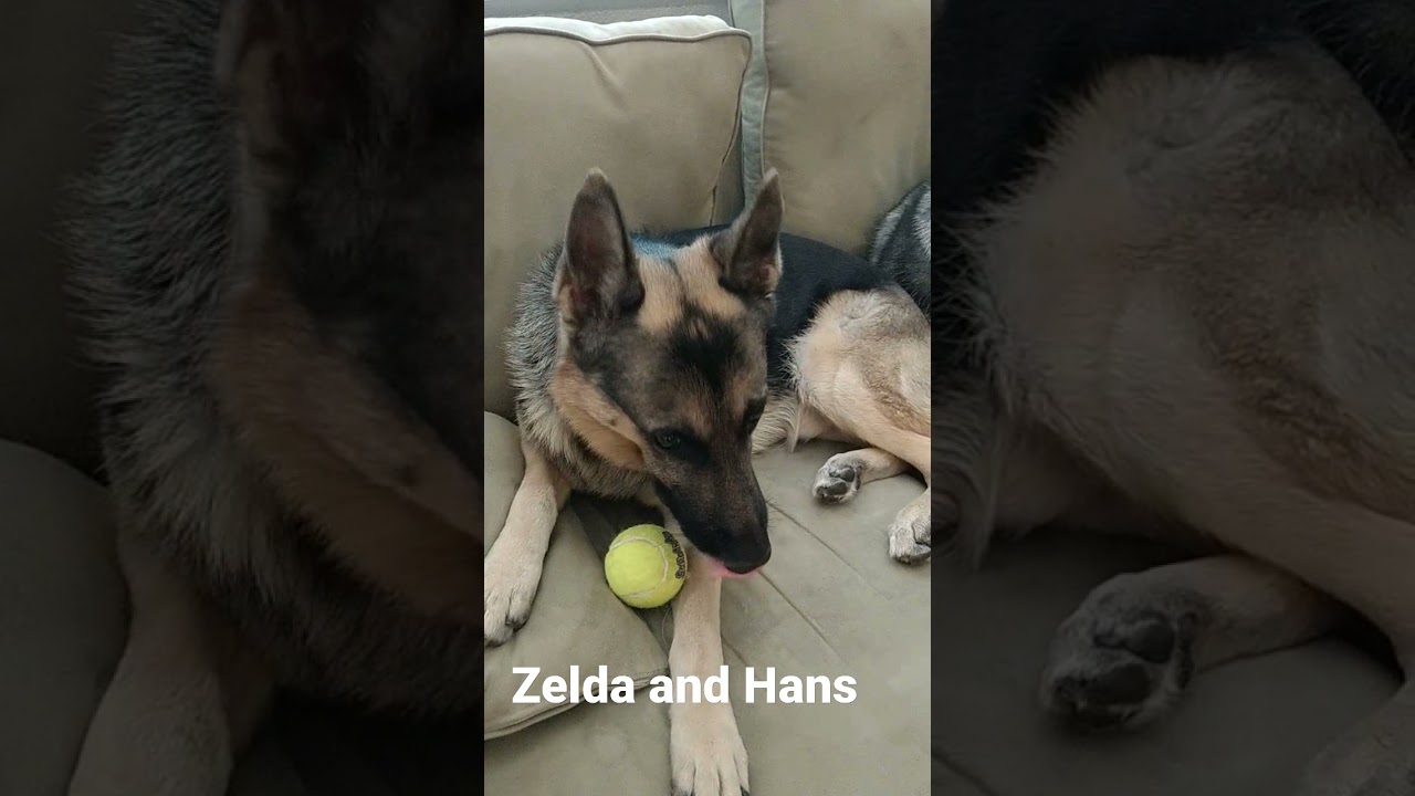 German Shepherd and Alaskan Malamute are Buddies 