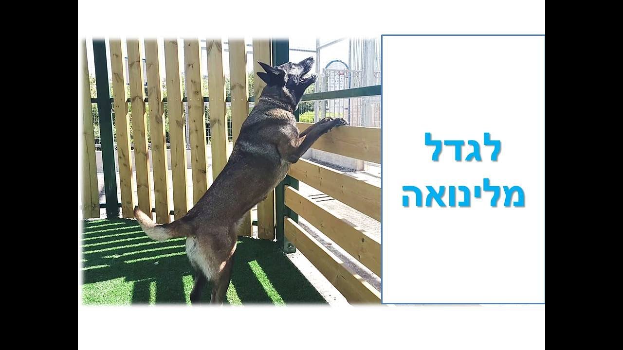 לגדל מלינואה