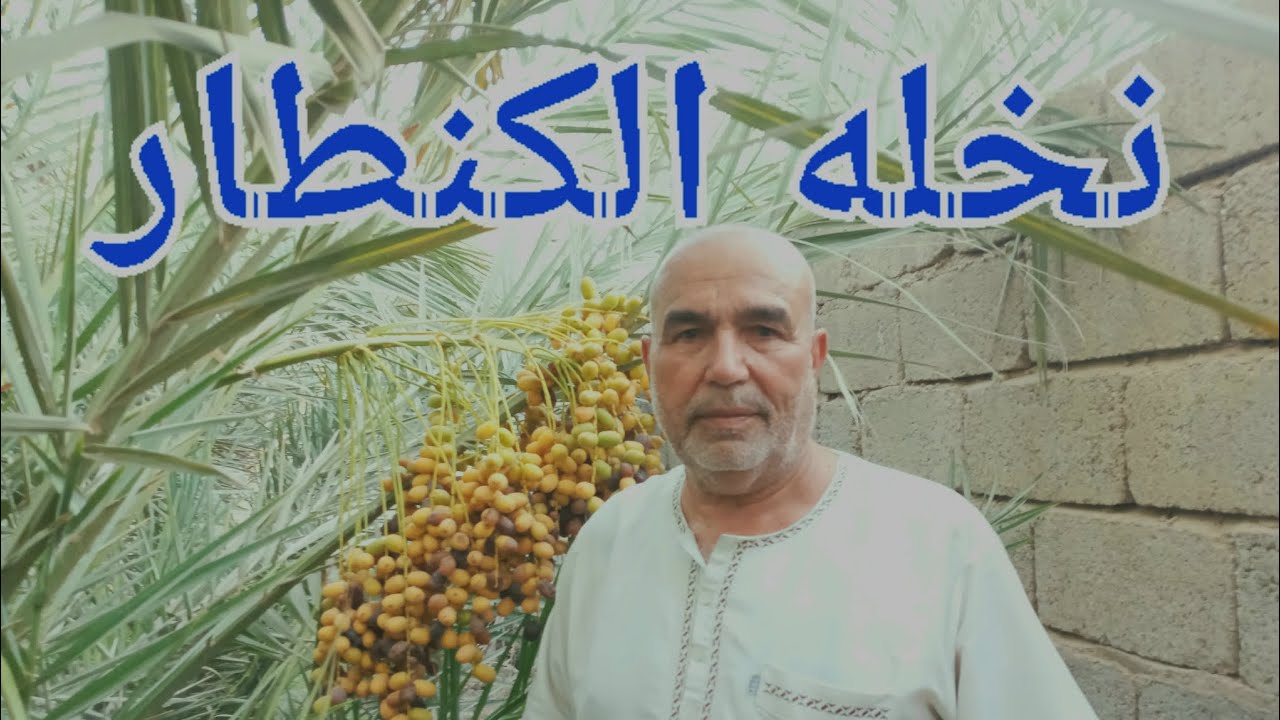 نخلة الكنطار
