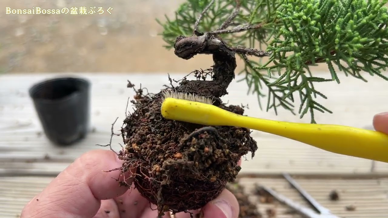 【SNP】真柏の曲増し #盆栽 #bonsai