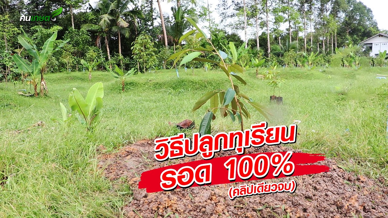 วิธีปลูกทุเรียน รอด 100% คลิปเดียวจบ